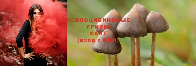 OMG зеркало  Калязин  Галлюциногенные грибы Psilocybine cubensis 